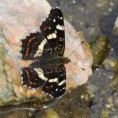 /album/babocka-sitkovana/a2015-06-27-28-jpg/